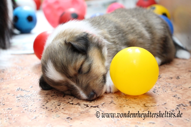 IMG_4718 A-chen 4 Vom Schlaf bermannt