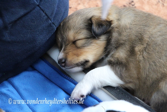 IMG_4737 A-chen 1 hat es nicht mehr in die Box geschafft