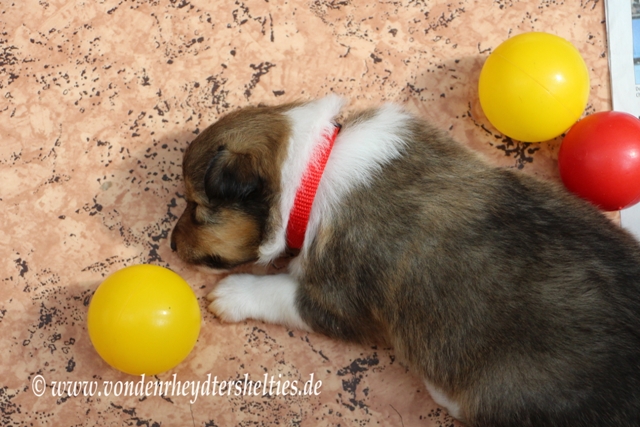 IMG_4742 A-chen 4 hat es auch nicht mehr geschafft