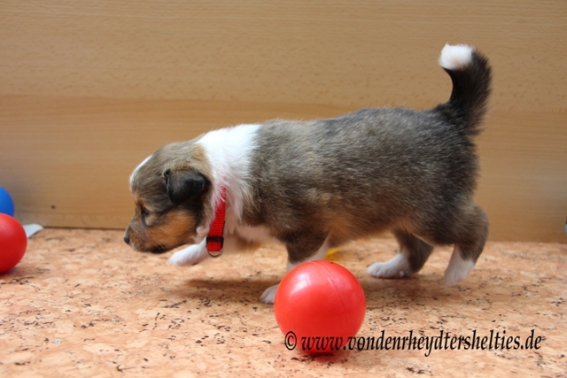 IMG_4748 A-chen 4 gaaaanz vorsichtig anschleichen