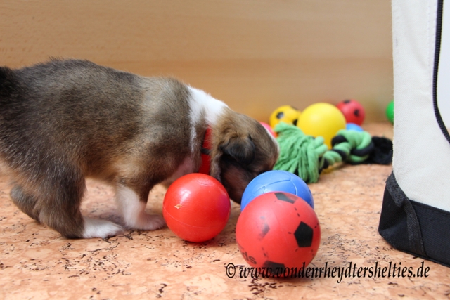 IMG_4751 A-chen 4  vorsichtiges vorbeischleichen