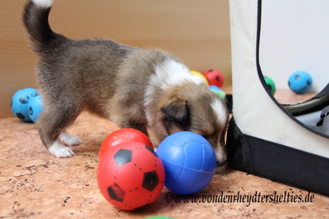 IMG_4752 -A-chen 4 Mist zu eng