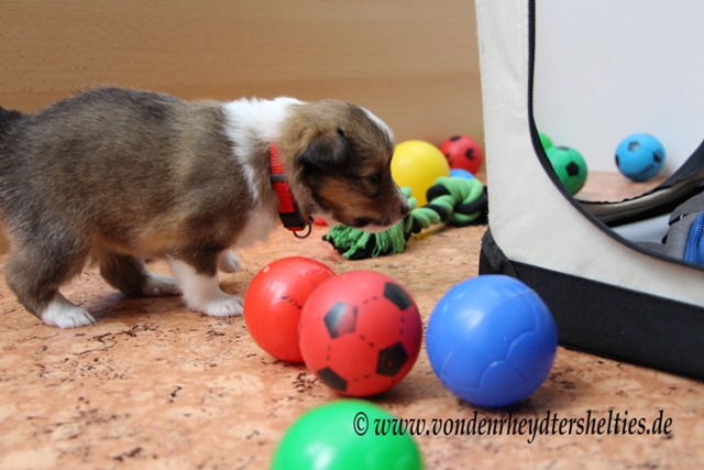 IMG_4754 A-chen 4 also Rckwrtsgang einlegen