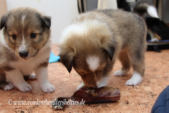 IMG_6681-1 Mmmmh echtes Fleisch fr echte Jungs