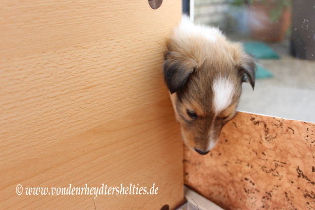 IMG_6685-1 Ausbrecher-knig