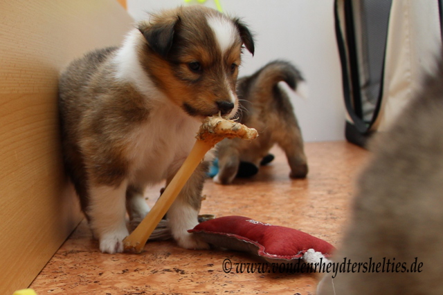 IMG_6696-1 - An dem anderen Kram war mehr dran