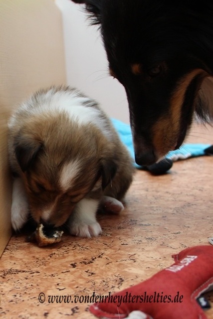 IMG_6710-1 Mmmmh echtes Fleisch nicht nur fr echte Jungs 2 IMG_6710-1 Mmmmh echtes Fleisch nicht nur fr echte Jungs 2