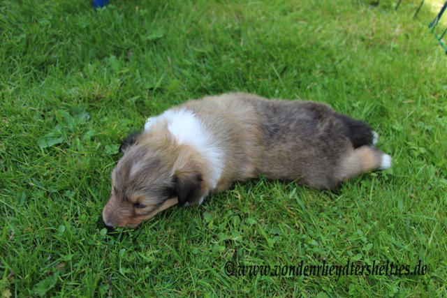 IMG_6780-1 Mann oh Mann bin ich mde