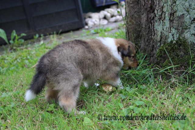 IMG_7149 Das ist ein Baum und ich bin ein Rde. Da muesste ich doch jetzt