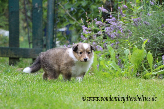 IMG_7223 mmmh. Den Geruch kenne ich