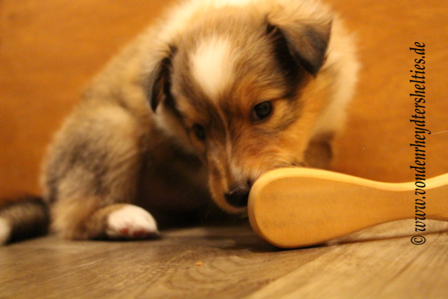 3 Brstenmonster - Kein Problem