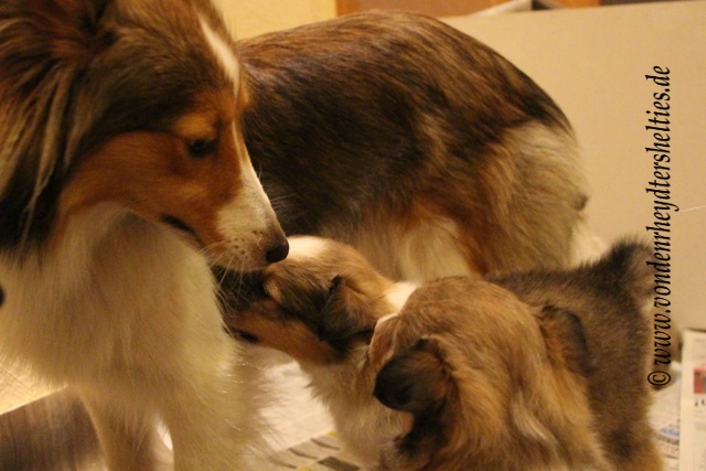 6  und dann versuchen Milch zu finden