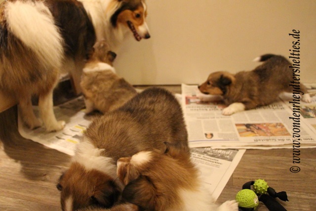 7 Aivi muss Babysitten