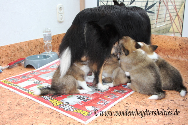 IMG_0509 Vorspeise 1