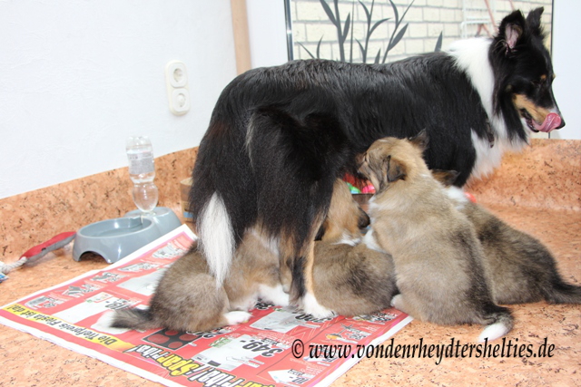 IMG_0511 Vorspeise 2