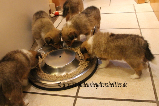 IMG_0515 Hauptgang einer satt