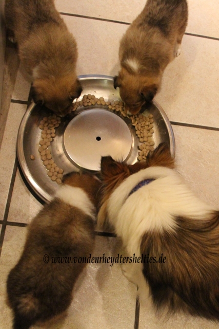 IMG_0519 Hauptgang alles Richtig oder was