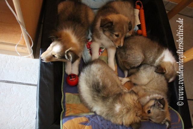 P813187777 Alle 5 sind geschafft