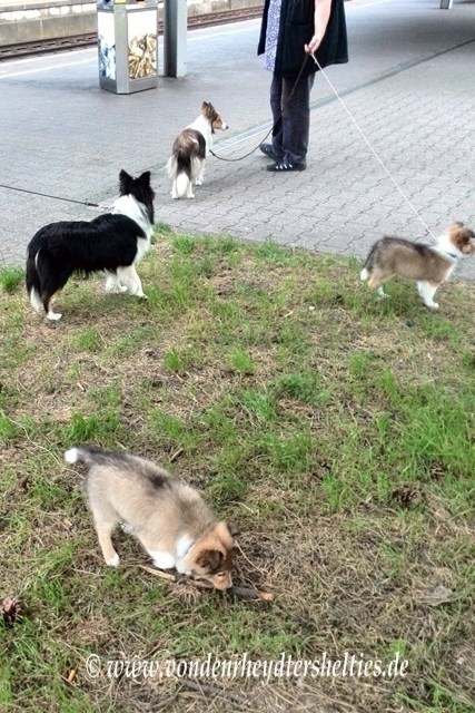 IMG_20140820_173133 IMG_20140820_173133