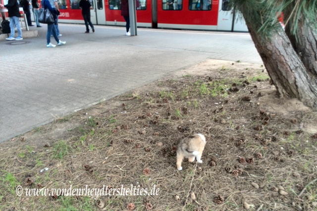 IMG_20140820_173221_6 IMG_20140820_173221_6