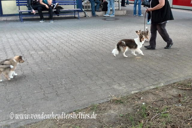 IMG_20140820_173222_3 IMG_20140820_173222_3