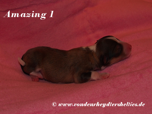 Amazing-1-------------Bild-1