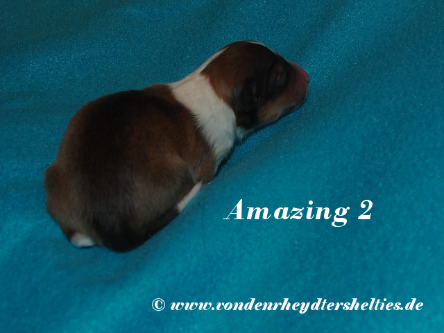 Amazing-2------------Bild-1