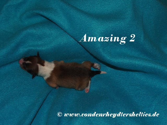 Amazing-2------------Bild-2