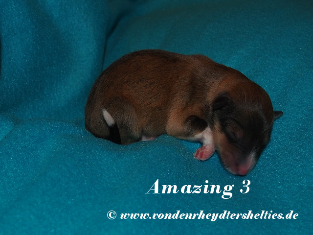 Amazing-3--------Bild-2