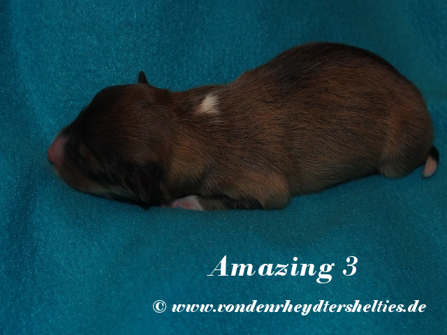 Amazing-3--------Bild-3