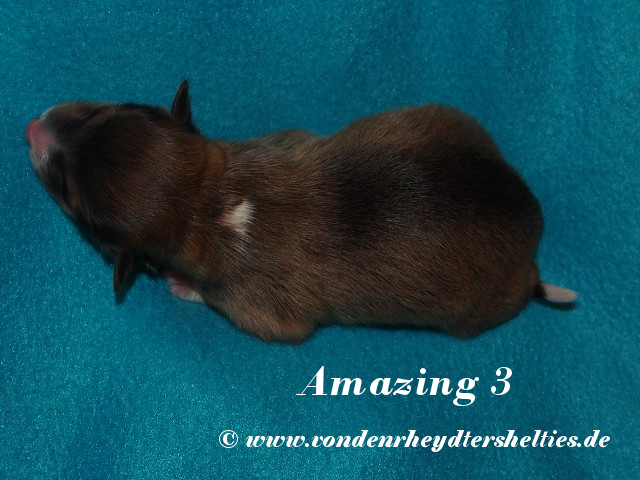 Amazing-3--------Bild-4