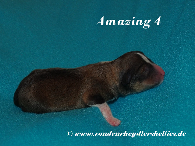 Amazing-4------------Bild-2