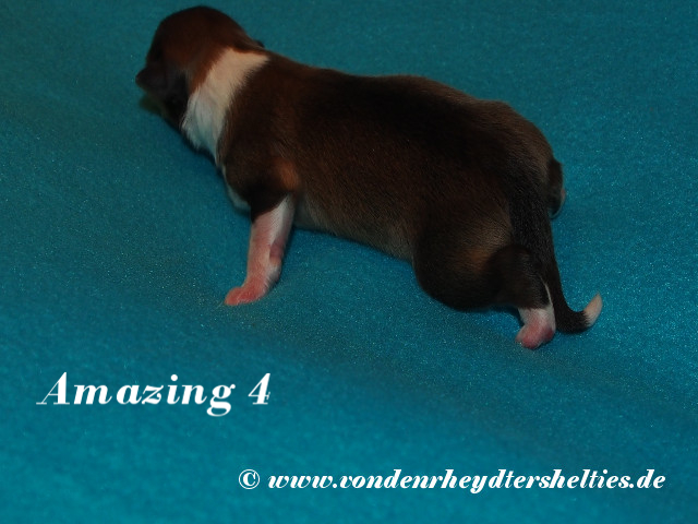 Amazing-4------------Bild-5