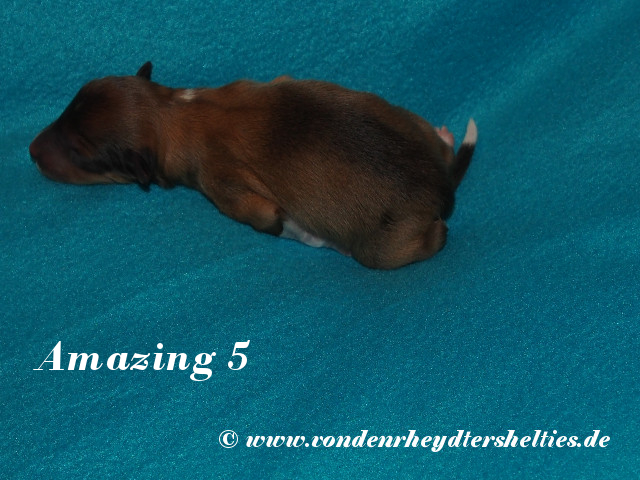 Amazing-5-----------------Bild-1