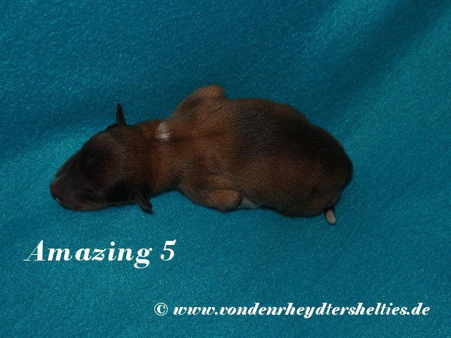 Amazing-5-----------------Bild-2