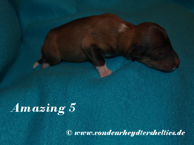 Amazing-5-----------------Bild-3