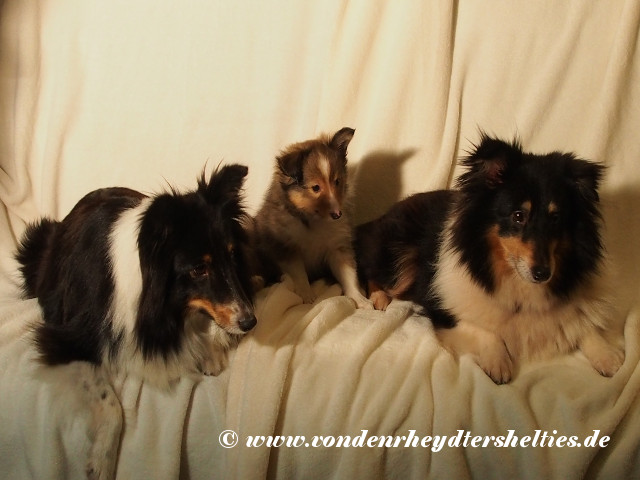 Gulie-Mr.-Darcy-Roxy