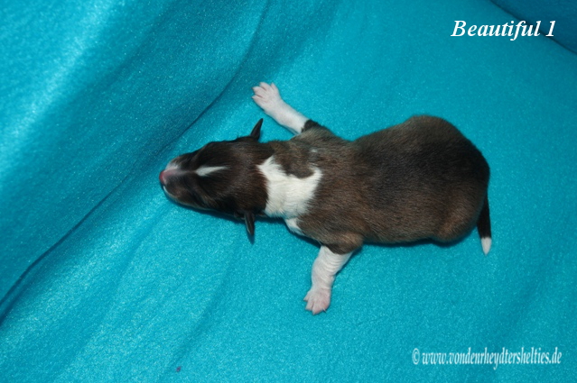 beautiful 1 b 13.01.2016