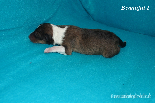 beautiful 1 c 13.01.2016