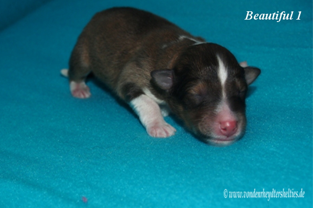 beautiful 1 d 13.01.2016