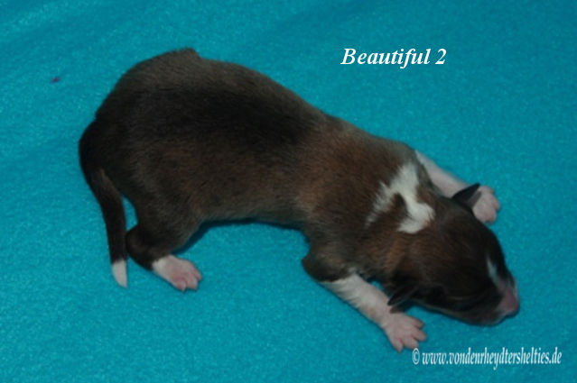 beautiful 2 c 13.01.2016