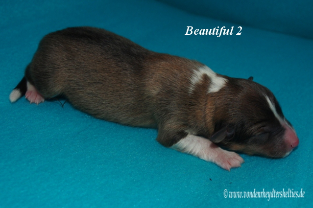 beautiful 2 d 13.01.2016