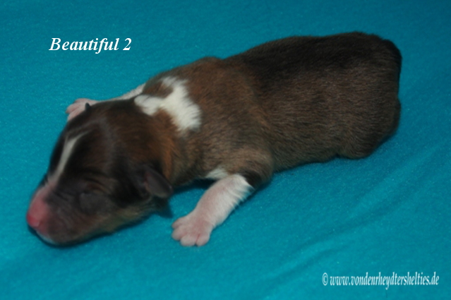 beautiful 2 e 13.01.2016