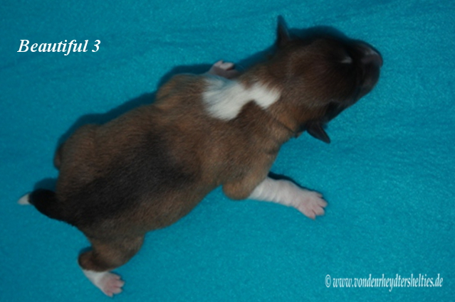 beautiful 3 c 13.01.2016