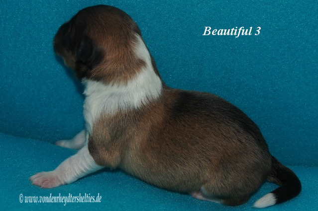 beautiful 3 e 13.01.2016