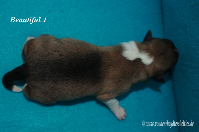 beautiful 4 c 13.01.2016