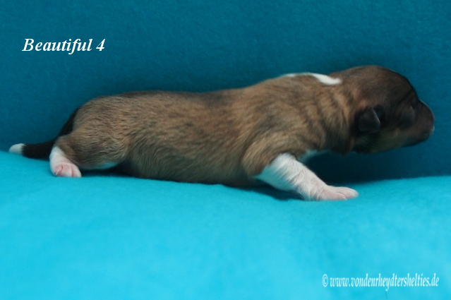 beautiful 4 d 13.01.2016