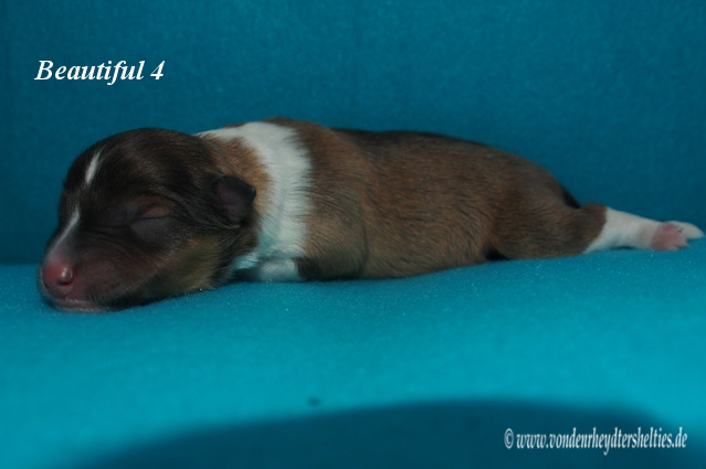 beautiful 4 e 13.01.2016