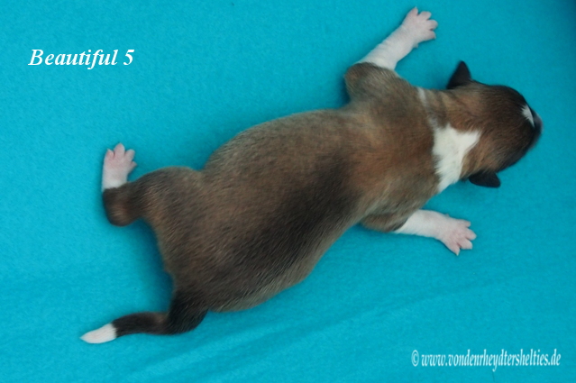 beautiful 5 d 13.01.2016