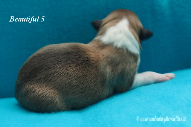 beautiful 5 e 13.01.2016